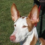 Chien podenco d’Ibiza